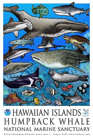 collage of different species in hawaii humpback whale national marine sanctuary